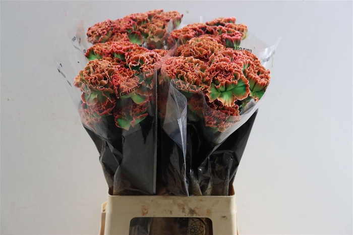 <h4>Di St Painted Tropicana</h4>