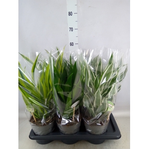 Dracaena frag.   ...mix 3