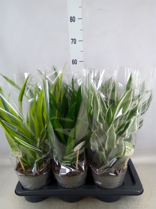 <h4>Dracaena frag.   ...mix 3</h4>