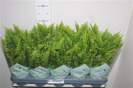 <h4>** Nephr Ex Green Momen * Autumn Promo *</h4>