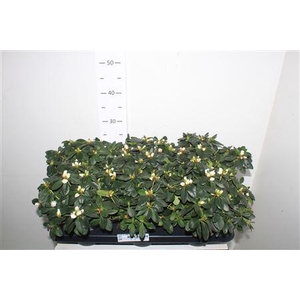 Rhodo Si Witte Vogel