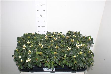 <h4>Rhodo Si Witte Vogel</h4>