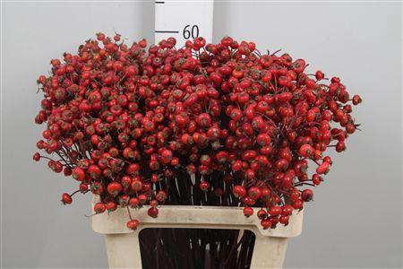 <h4>Rosa Mag Delight</h4>