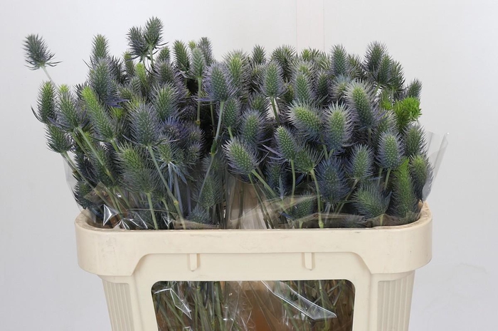 <h4>Eryngium Electric Dynamite</h4>