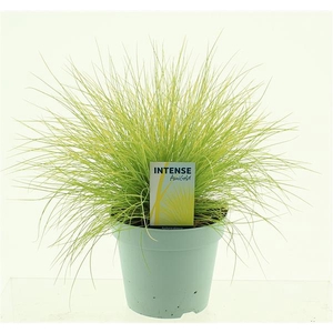 Festuca glauca AmiGold®