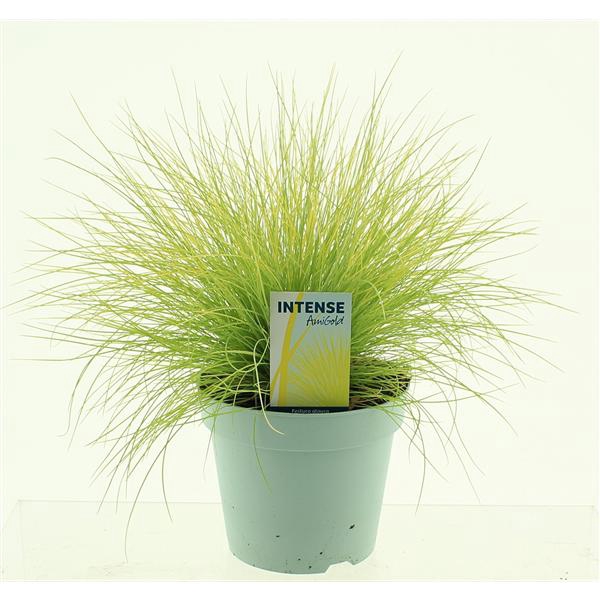 <h4>Festuca glauca AmiGold®</h4>