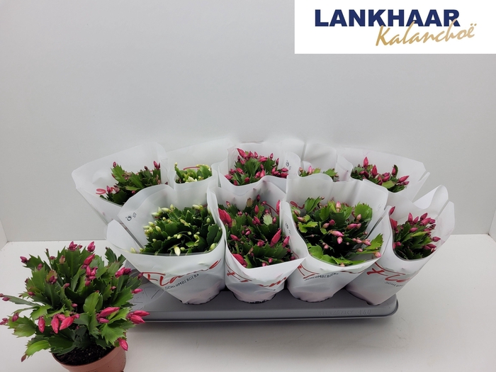 <h4>SCHLUMB FLAME GEM</h4>