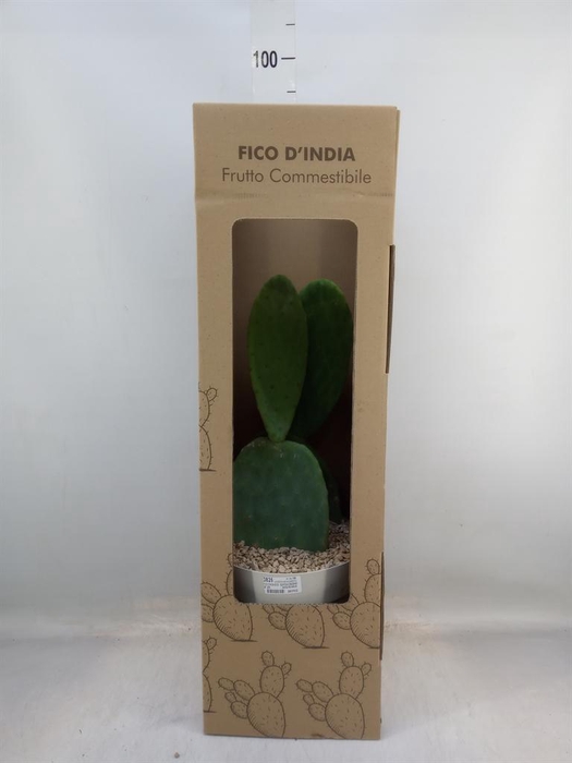 <h4>Cactus   ...</h4>