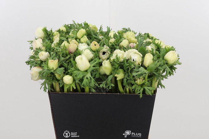 <h4>Anem Co Mar Panda</h4>