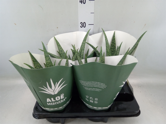 <h4>Aloe  'Meridiaan'</h4>