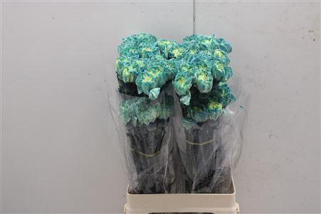<h4>Di St Tinted Aqua Sup</h4>