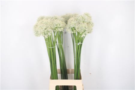 <h4>Allium Mount Everest</h4>