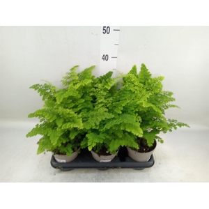 Adiantum raddi. 'Fritz-Luthi'