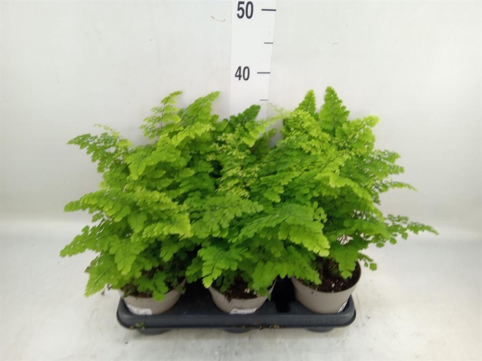 <h4>Adiantum raddi. 'Fritz-Luthi'</h4>