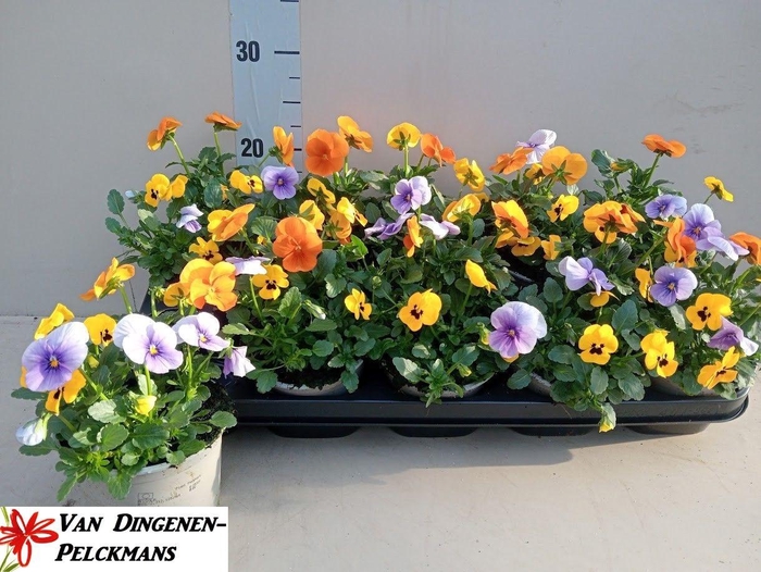 <h4>VIO CO TW GEM</h4>