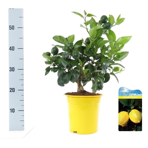 Citrus meyeri Lemon bush/stem