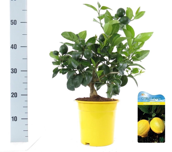 <h4>Citrus meyeri Lemon bush/stem</h4>