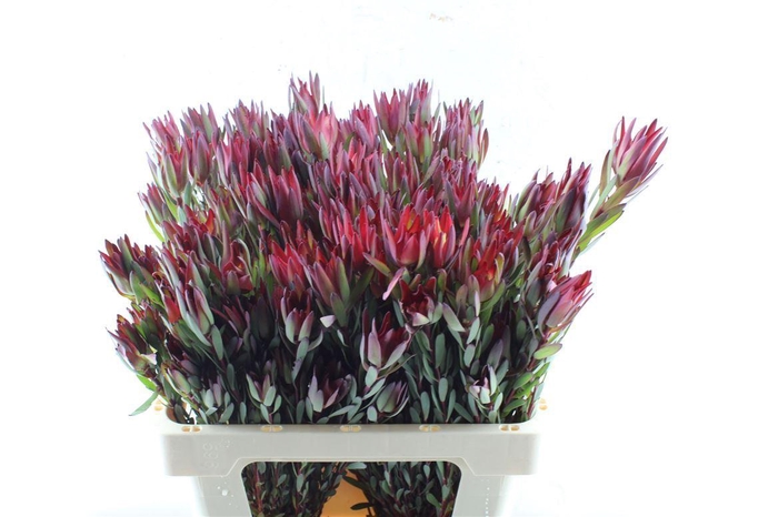 <h4>Leucad Sal Blush Ex</h4>