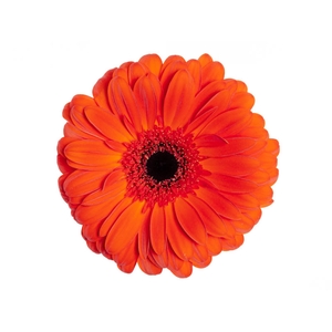 GERBERA CAPELA > 10 CM DIAM < 050 CM