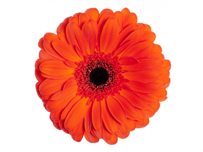 <h4>GERBERA CAPELA > 10 CM DIAM < 050 CM</h4>