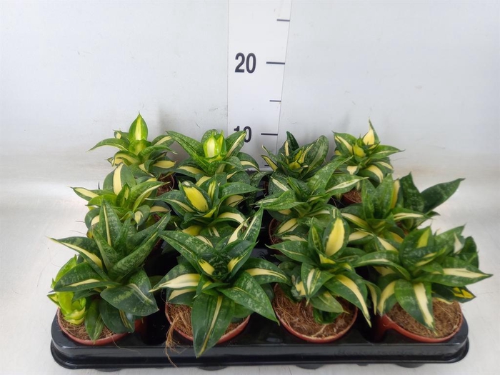 <h4>Sansevieria trifa. 'Hahnii'</h4>
