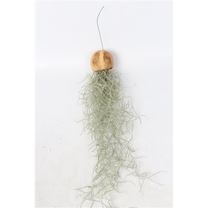 Tillandsia in een Pumpkin Bellcup