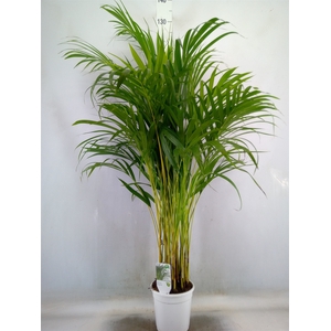 Dypsis lutescens   ...Chrysalidoca