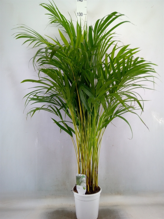 <h4>Dypsis lutescens   ...Chrysalidoca</h4>