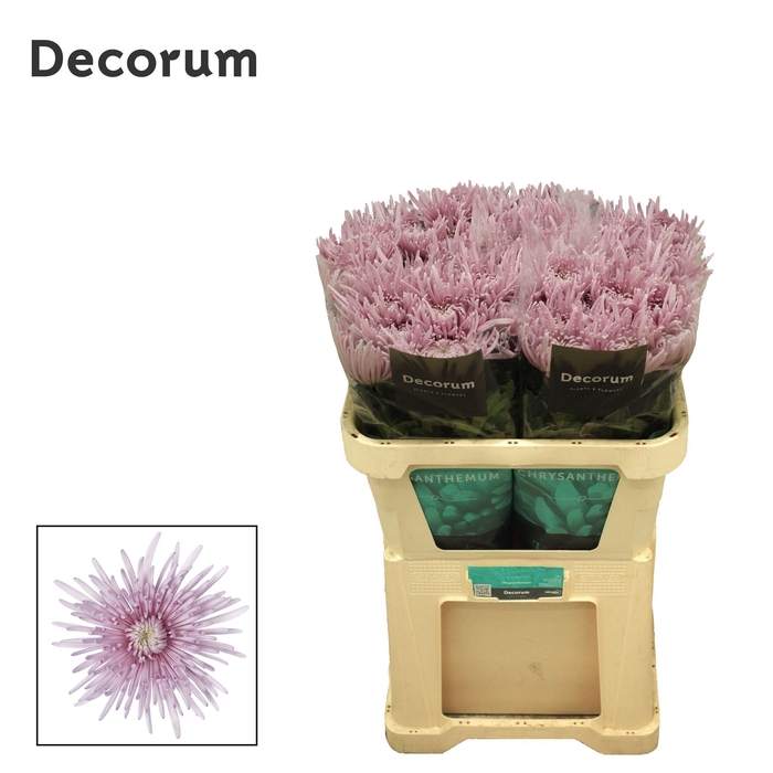 <h4>Chrysanten Chr G Cipria</h4>