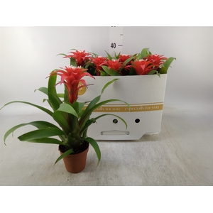 Guzmania  'Confetti'