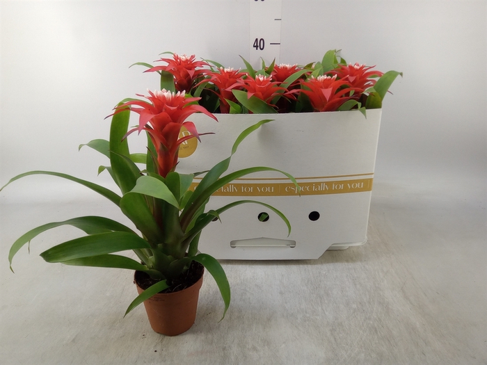 <h4>Guzmania  'Confetti'</h4>