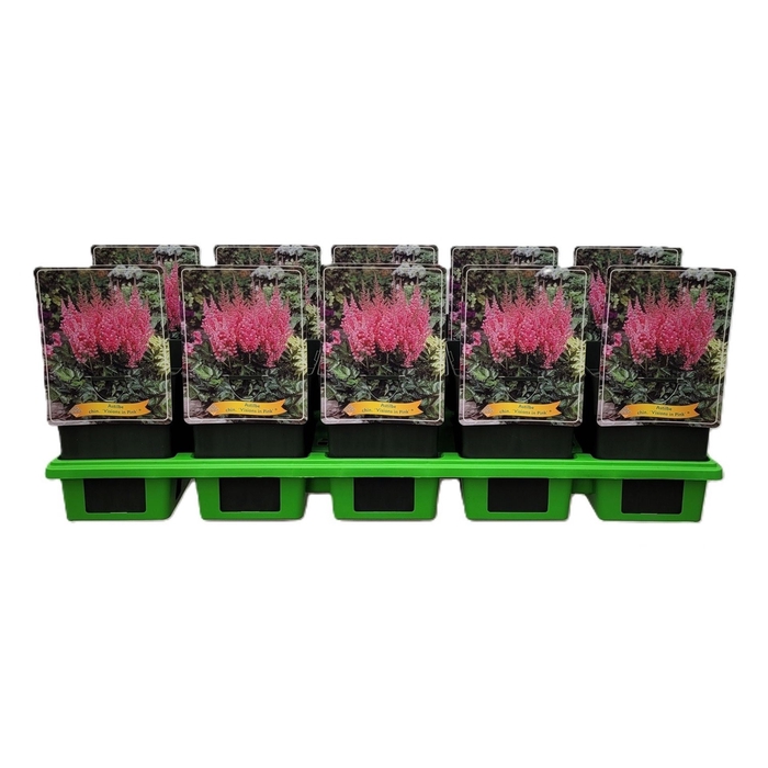 Astilbe chinensis Visions in Pink
