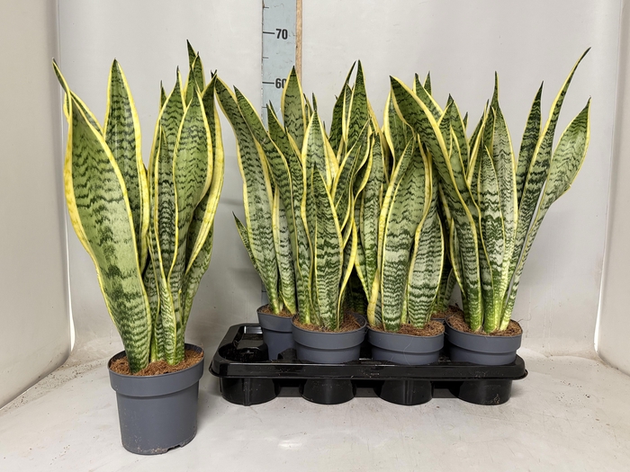 <h4>SANSEV LAURENTII</h4>