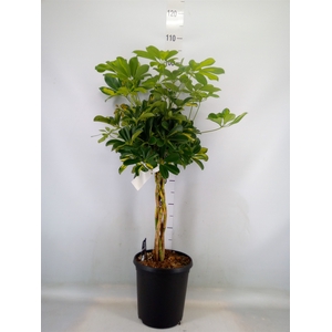 Schefflera arbor. 'Gold Capella'