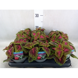 Plectranthus col.   ...