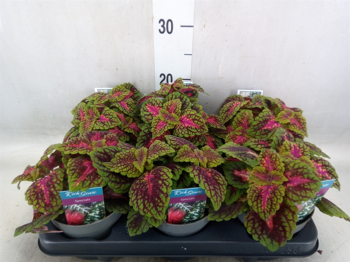 <h4>Plectranthus col.   ...</h4>