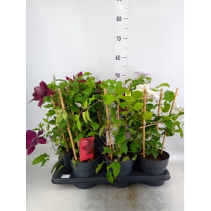 Clematis  'Boulevard'   ...mix