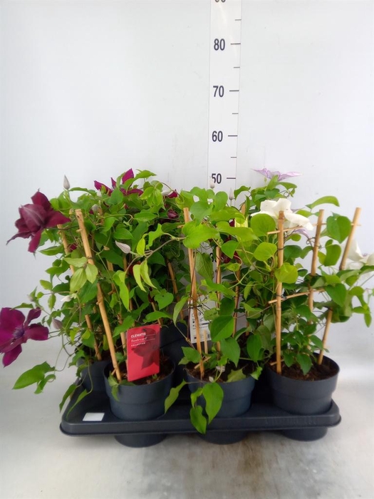 <h4>Clematis  'Boulevard'   ...mix</h4>