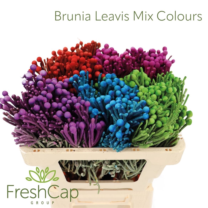 <h4>Brunia Leavis (silver Brunia) Mix Colours</h4>