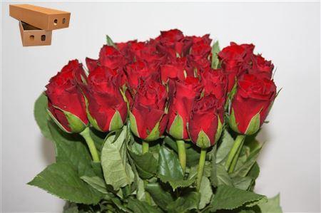 <h4>R Gr Madam Red</h4>