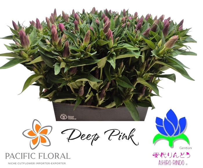 <h4>GENTI D PINK ASHIRO</h4>