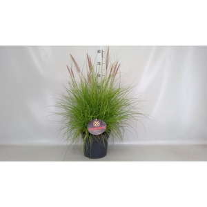Pennisetum   ...