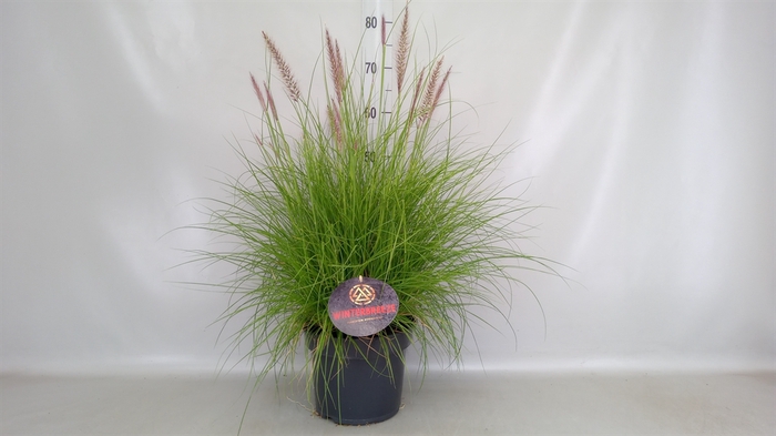 <h4>Pennisetum   ...</h4>