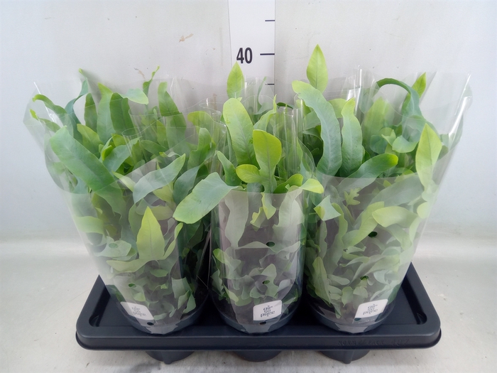 <h4>Phlebodium aureum 'Blue Star'</h4>