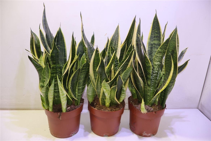 <h4>Sansev Laurentii</h4>