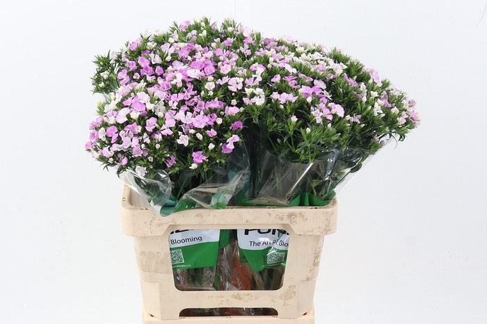 <h4>Di Barb Pink Beauty Fu</h4>