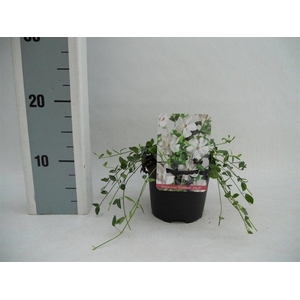 Vinca minor 'Gertrude Jekyll'