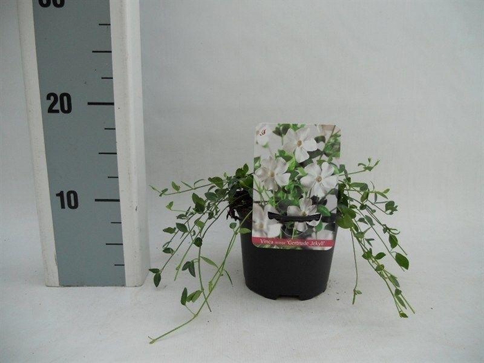 <h4>Vinca minor 'Gertrude Jekyll'</h4>