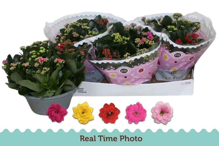 <h4>KAL GE GEM I POT</h4>