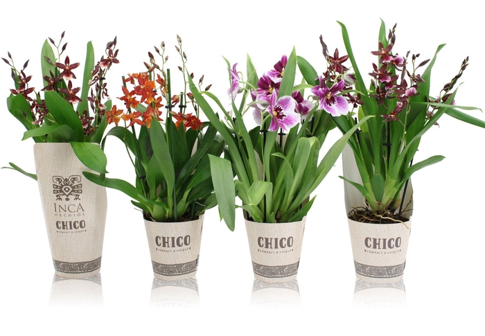 <h4>Inca Orchid mix Chico 4-5 spike</h4>